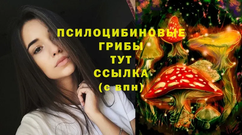 Псилоцибиновые грибы Cubensis  Балей 